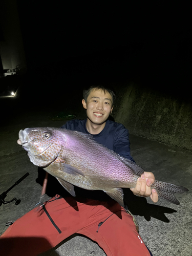 コロダイの釣果