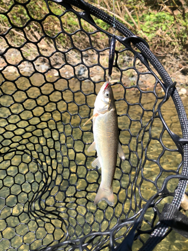 ウグイの釣果