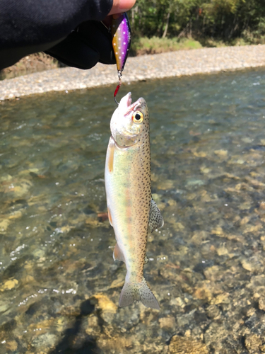 ニジマスの釣果