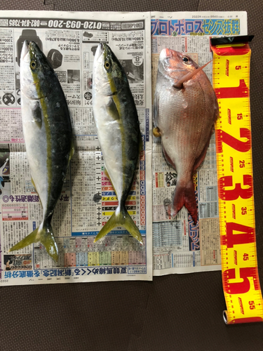 マダイの釣果