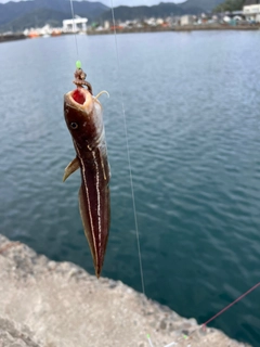 ゴンズイの釣果