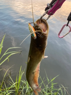 ナマズの釣果