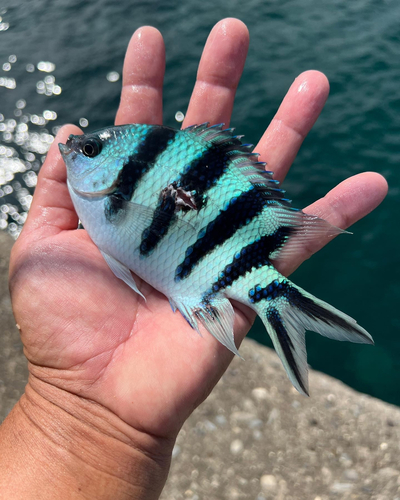 ロクセンスズメダイの釣果