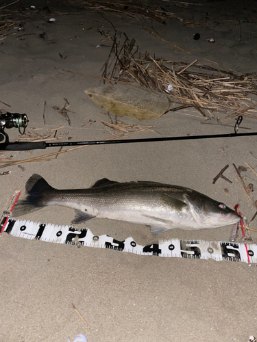 スズキの釣果