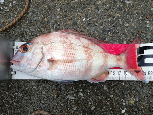 チャリコの釣果