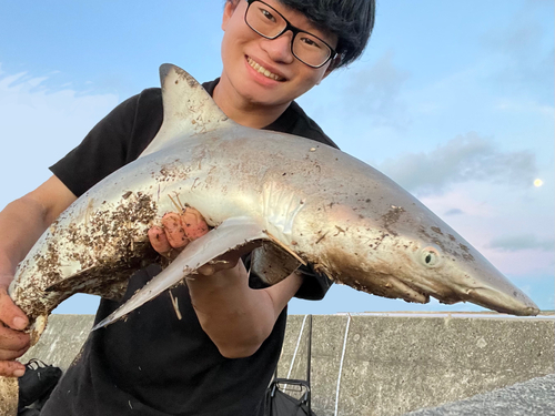 サメの釣果