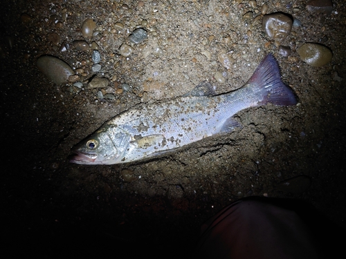 フッコ（マルスズキ）の釣果