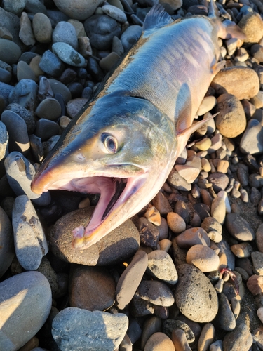 アキアジの釣果