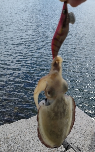 コウイカの釣果