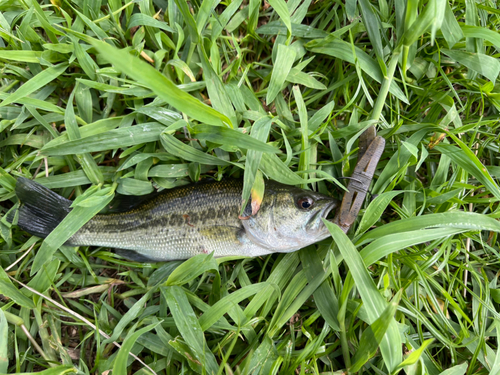 ブラックバスの釣果