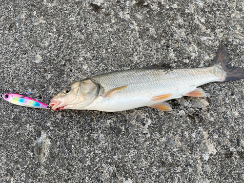 ウグイの釣果