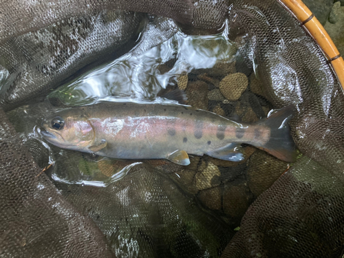 ヤマメの釣果