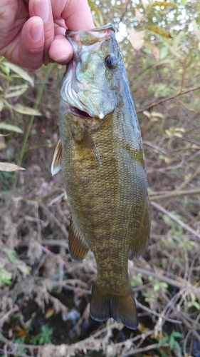 スモールマウスバスの釣果