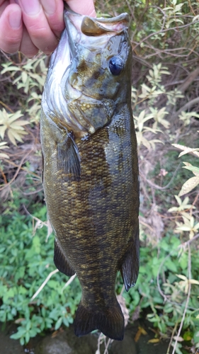 スモールマウスバスの釣果