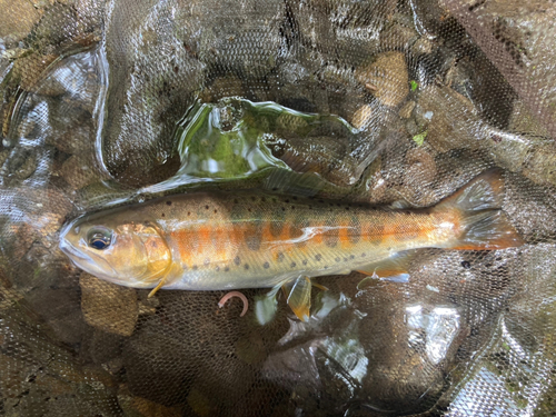 ヤマメの釣果