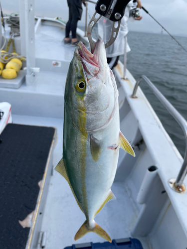 ツバスの釣果