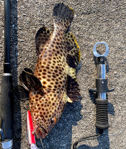 シロブチハタの釣果