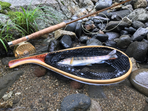 ヤマメの釣果