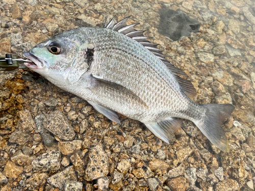 キビレの釣果