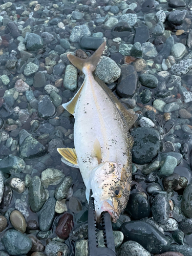 ショゴの釣果