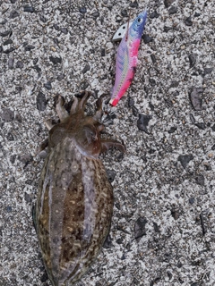 コウイカの釣果