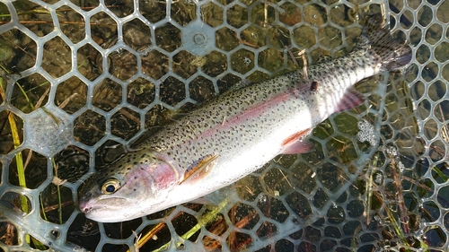 ニジマスの釣果