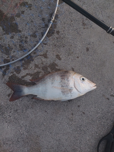 タマンの釣果