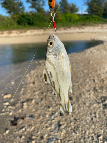 クワガナーの釣果