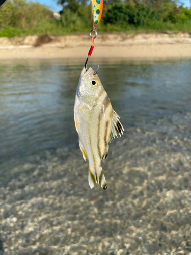 クワガナーの釣果