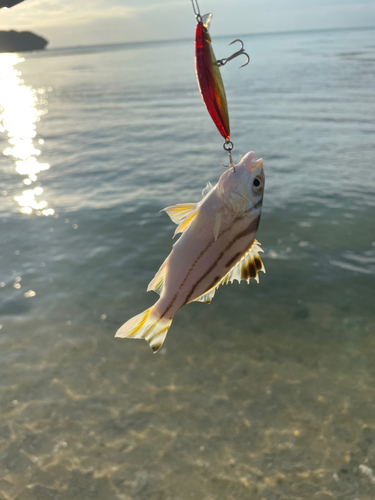 クワガナーの釣果