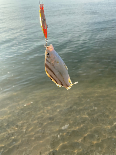 クワガナーの釣果