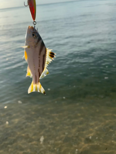 クワガナーの釣果