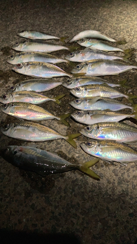 アジの釣果