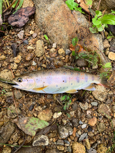 アマゴの釣果