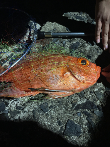 チカメキントキの釣果