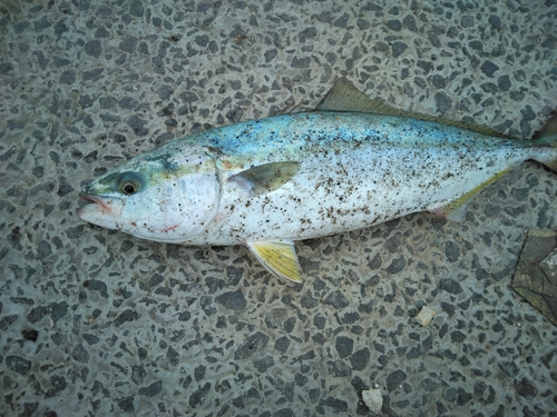 ワカシの釣果