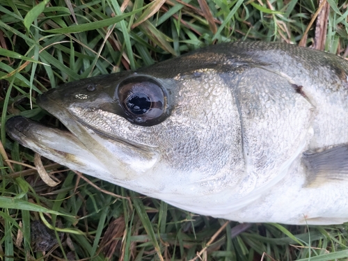 フッコ（マルスズキ）の釣果