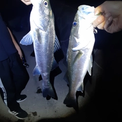 シーバスの釣果