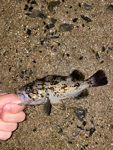 クロソイの釣果