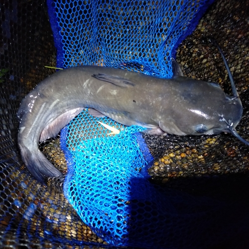 アメリカナマズの釣果