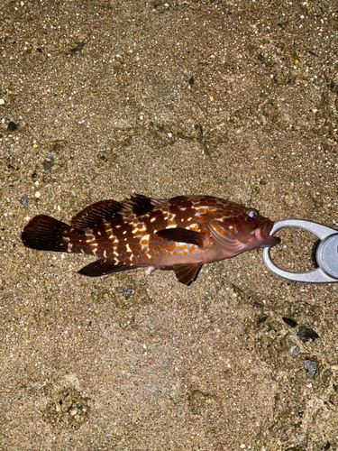 キジハタの釣果