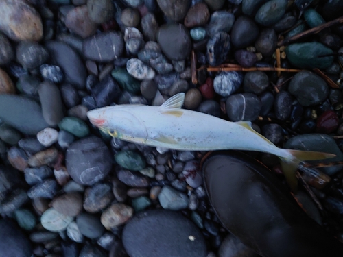 ワカナゴの釣果