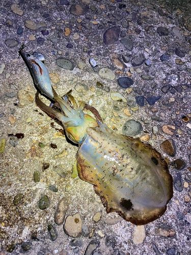 アオリイカの釣果