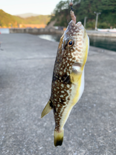 フグの釣果