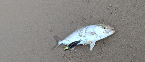 ネリゴの釣果