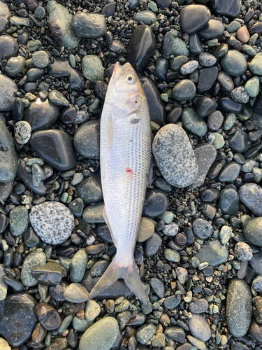 コノシロの釣果