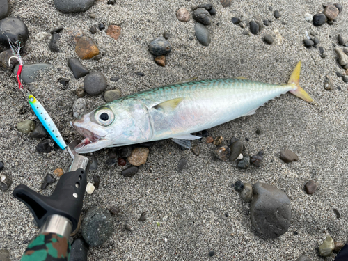 ゴマサバの釣果