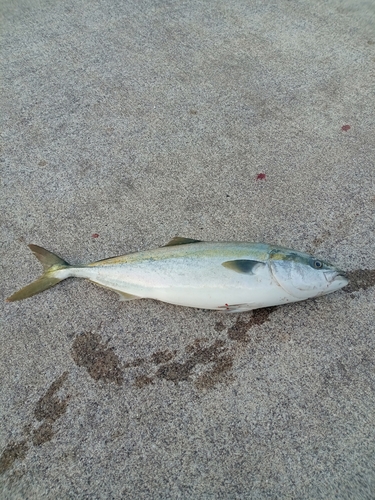 イナダの釣果