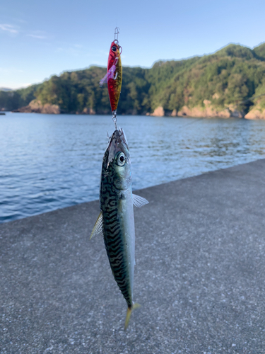 サバの釣果