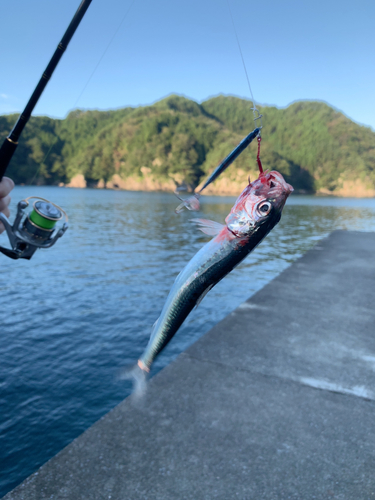 カタクチイワシの釣果